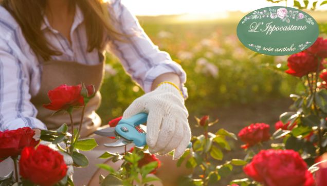 ippocastano-anteprima